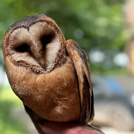 Sterrenbos * Beers (North Brabant)